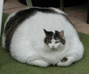 新概念英語詞匯